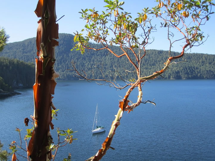 A harbor view form the hills of the San Juan Islands